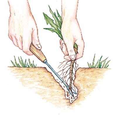 Hand removing weeds