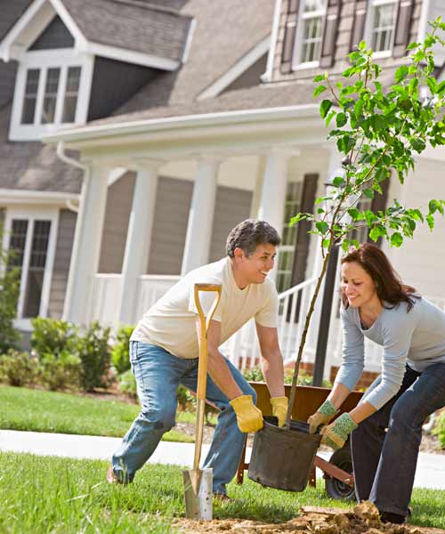Two people planting a tree