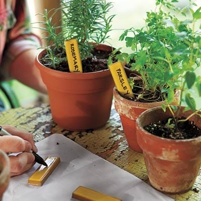 Herbs in pots with labels