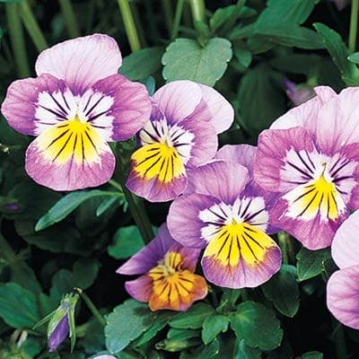 Purple flowers