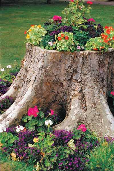 Flowers planted in a tree stump
