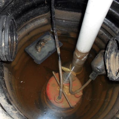 Dead mouse found in sump pump with piece of wood.