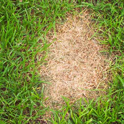 A brown spot on a lawn where  dog was lying