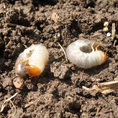 White grubs sitting in the dirt of a lawn.