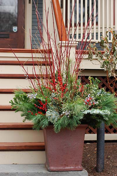 Image of redtwig dogwood in a planter used as a decoration for the holiday season. 