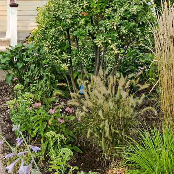 Landscaping in front of the Dutch Colonial house.