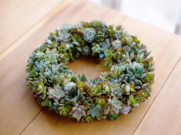 Image of a wreath made of succulents, used as a decoration for the holiday season. 