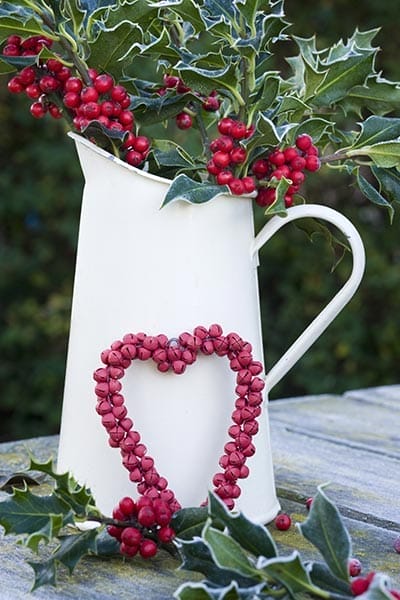 Image of holly in a decorative pitcher, used as a decoration for the holiday season. 