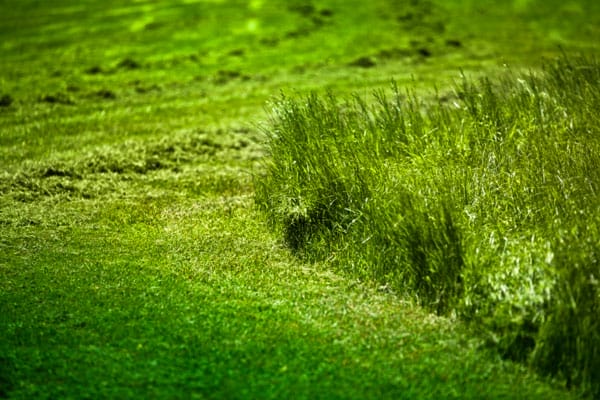 grass clippings that have been left on the lawn