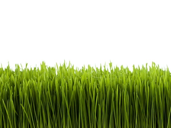 an up close view of tall grass