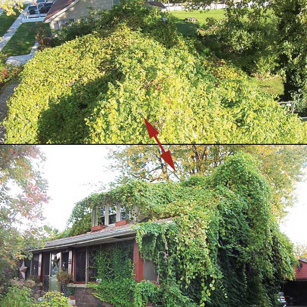 House roof completely covered with overgrown vegetation and trees.