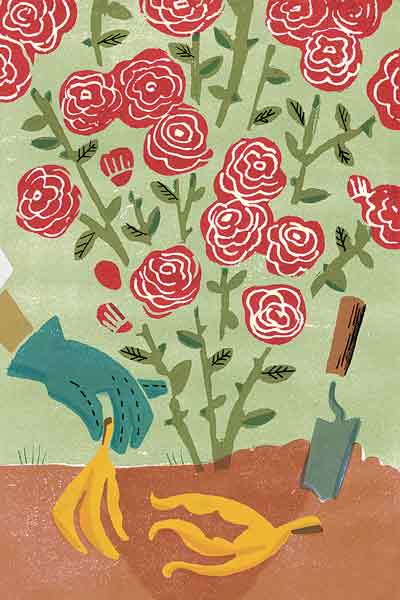 an illustration of banana peels being used as fertilizer