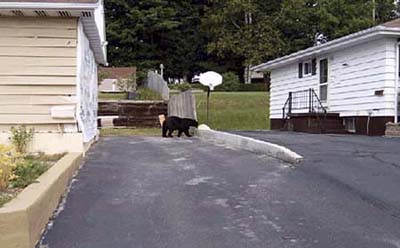 Black bear walking through residential neighborhood during home inspection.