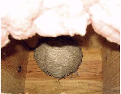 Large yellow jacket wasp nest discovered in home crawl space.