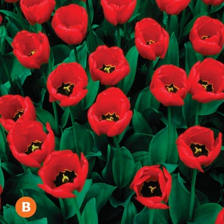 Red Emperor tulip,, a flower for your "sandwich" garden.