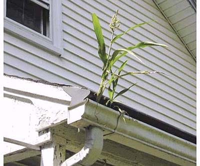 Corn stalk growing from rain gutter corner on Connecticut porch roof.