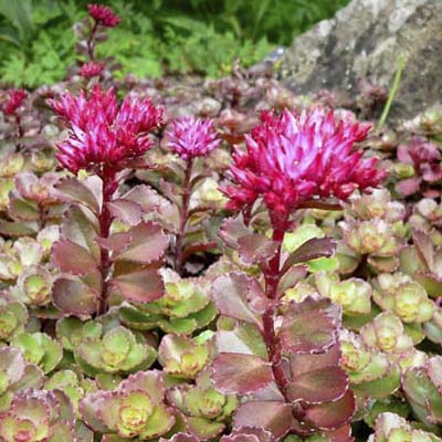 An image of Sedum Spurium (Purple Carpet).