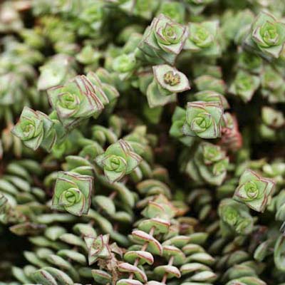 An image of Crassula Rupestris X Perforata (Baby Necklace).