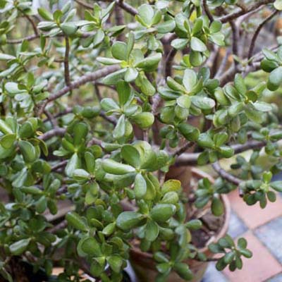 An image of a Crassula Ovata (Jade Plant).