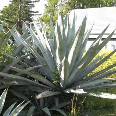An image of an Agave plant.