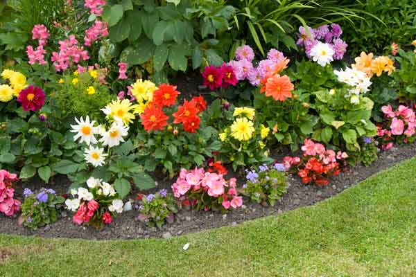 Garden with flowers