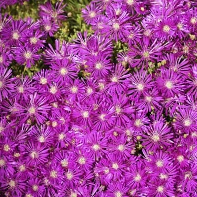 An image of Delosperma Cooperi (Pink Ice Plant).
