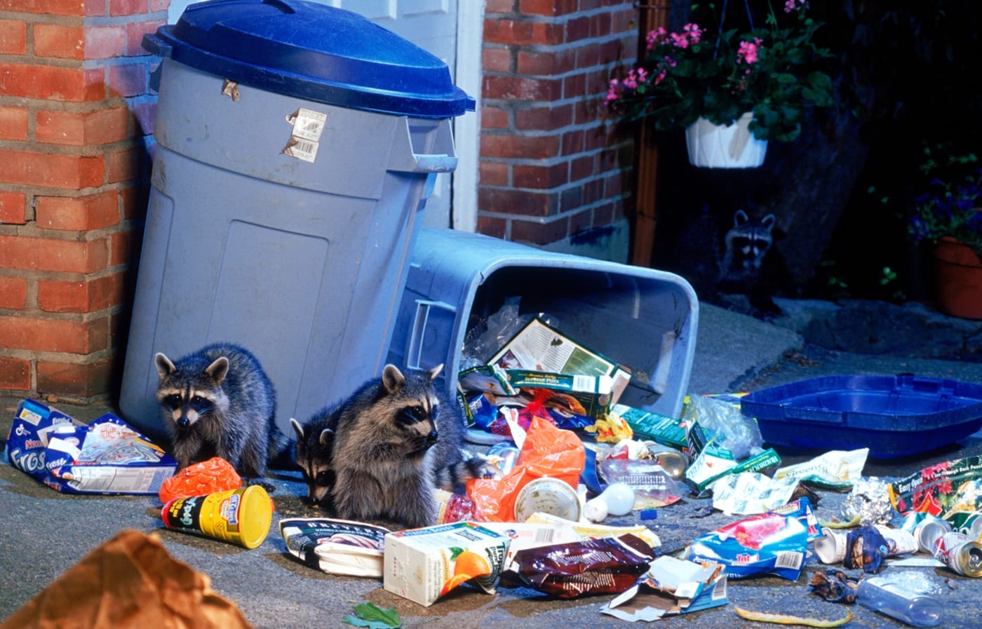 A trio of racoons digging through trash spilling out of a knocked over can.