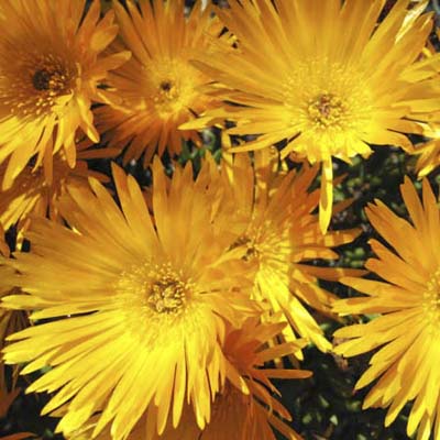 An image of Delosperma (Ice Plant).