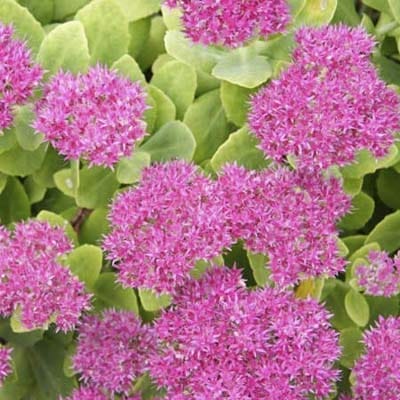 An image of Sedum.