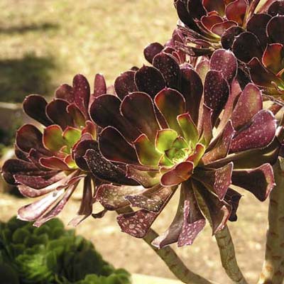 An image of Aeonium Arboreum (Black Rose).