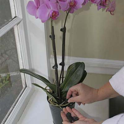 charcoal added to a potted orchid to help it grow