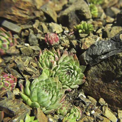 An image of Sempervivum.