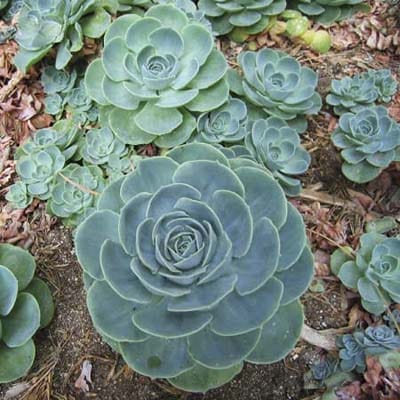 An image of an Echeveria, a popular indoor succulent.