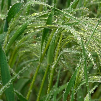 Grass covered in water droplets.