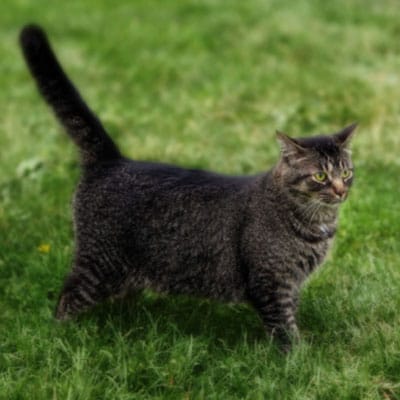 Cat standing in a lawn.