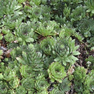 An image of a Sempervivum (Hens and Chicks).