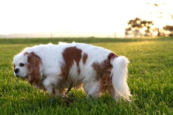 Dog walking in grass.