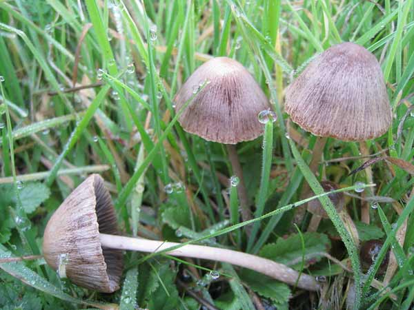 Three mushrooms growing in a lawn.