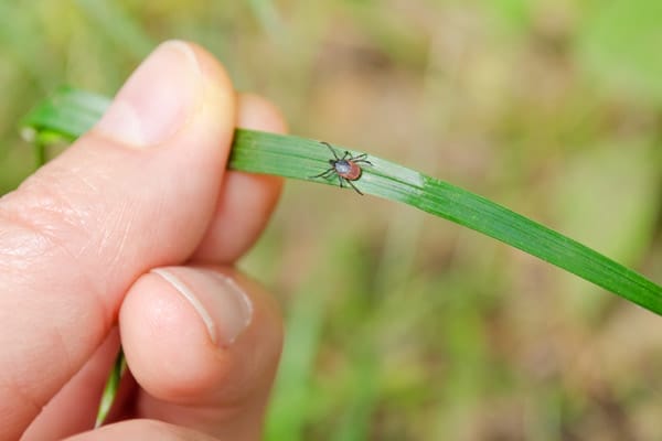 Tick on a blade of grass.