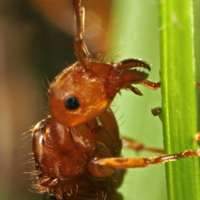 Close-up on a fire ant.