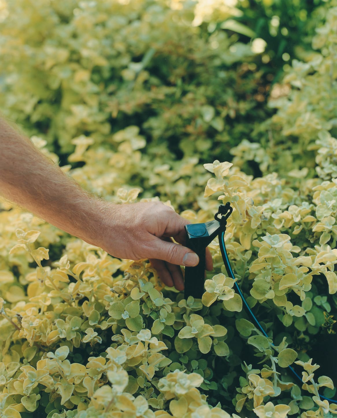 A man puts the finishing touches on his drip irrigation system.
