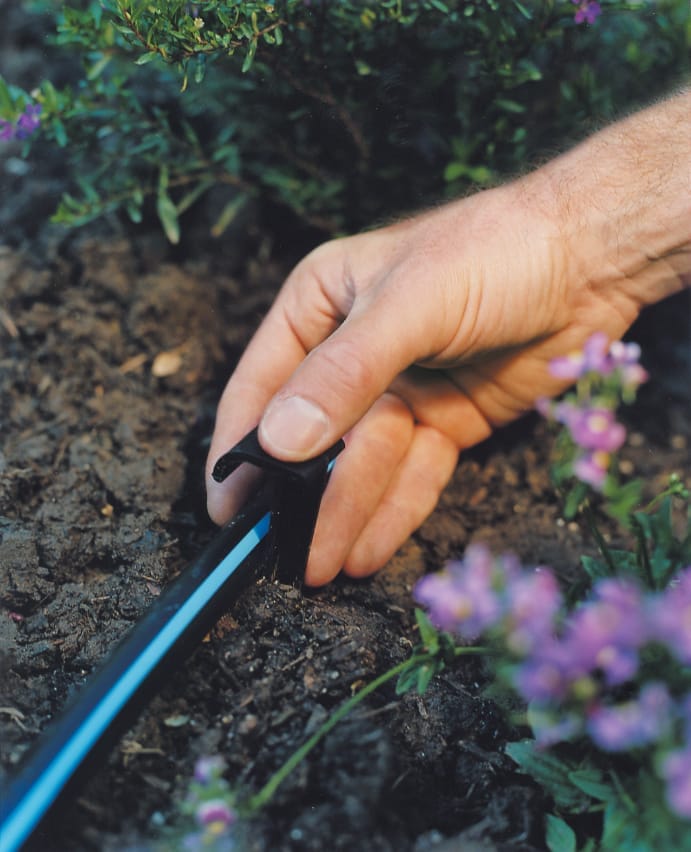 A man sets up a micro-sprayer for ground cover in his drip irrigation system.