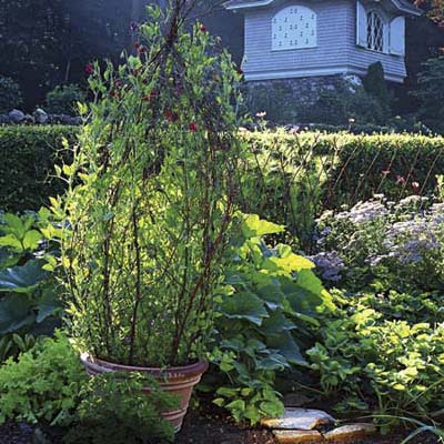 Fully grown branch trellis in a pot