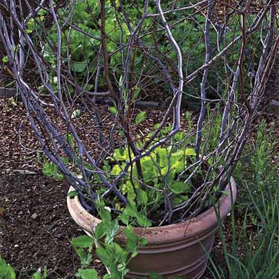 Filled in branch trellis