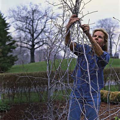 Woman tying branches at the top