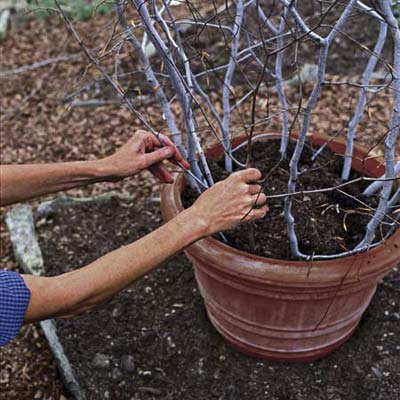 Woman adding smaller branches into a pot