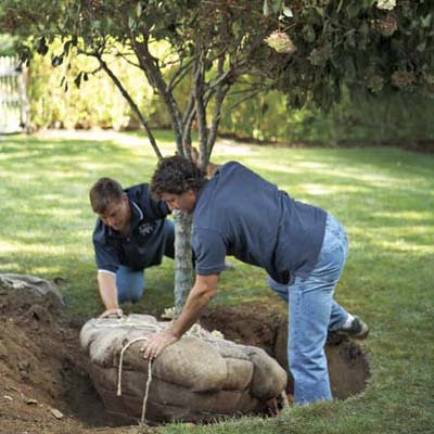Two landscapers carefully positioning tree into freshly dug hole.