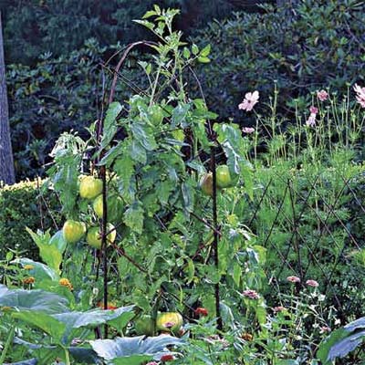 Tomatoes growing on a Diamond-Patterned Twig Trellis