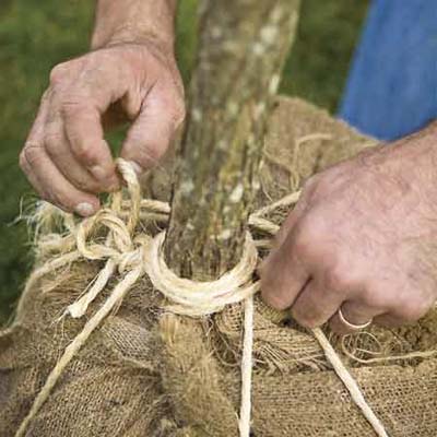 Hands tying twine to vertical loop with rolling-hitch knot.