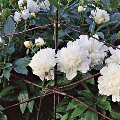 Peonies on a Diamond-Patterned Twig Trellis